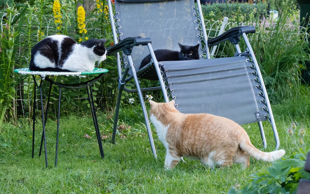 Illustrasjonsbilde av katter i hagen