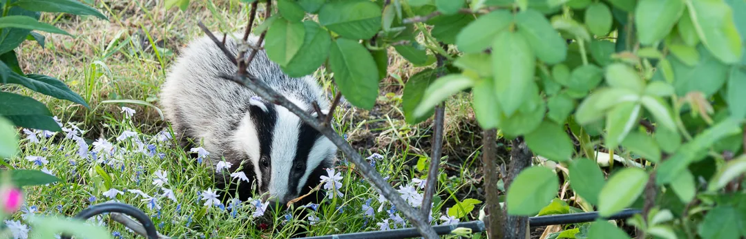Illustrasjonsbilde av en grevling i Etterstad kolonihager