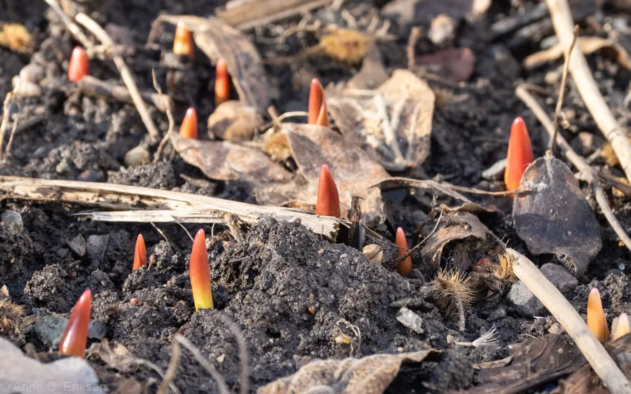 Illustrasjonsbilde av vårblomst