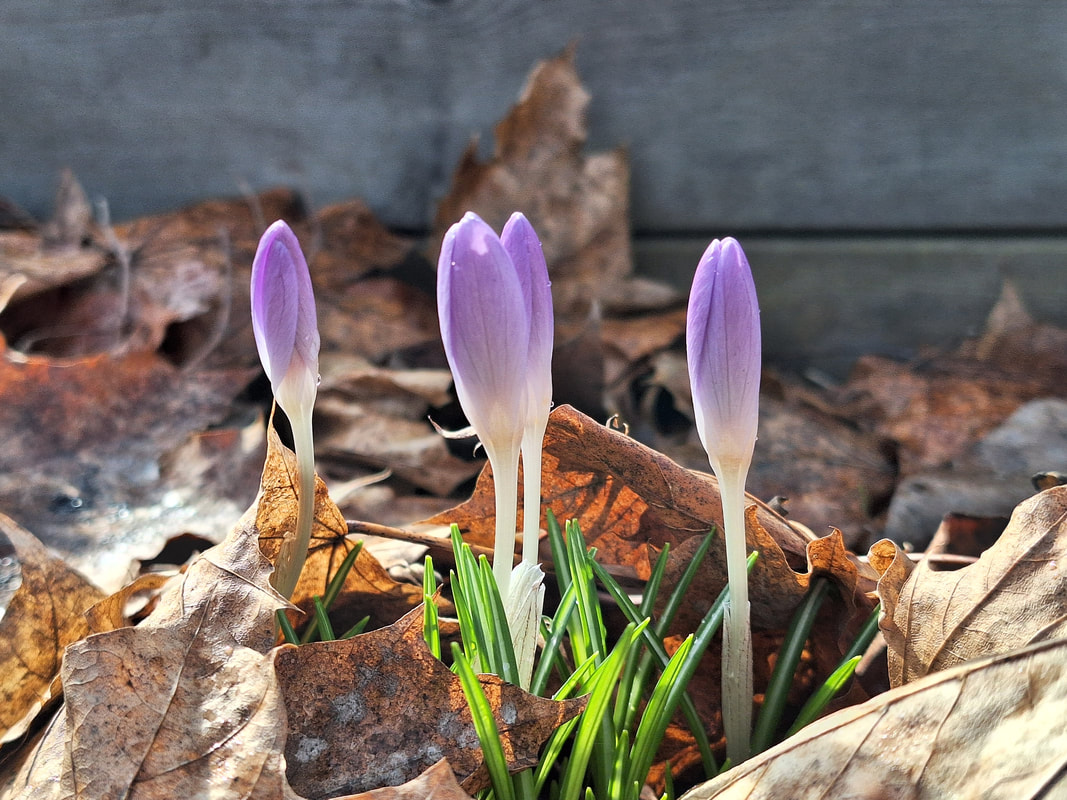 Illustrasjonsbilde av vårblomst