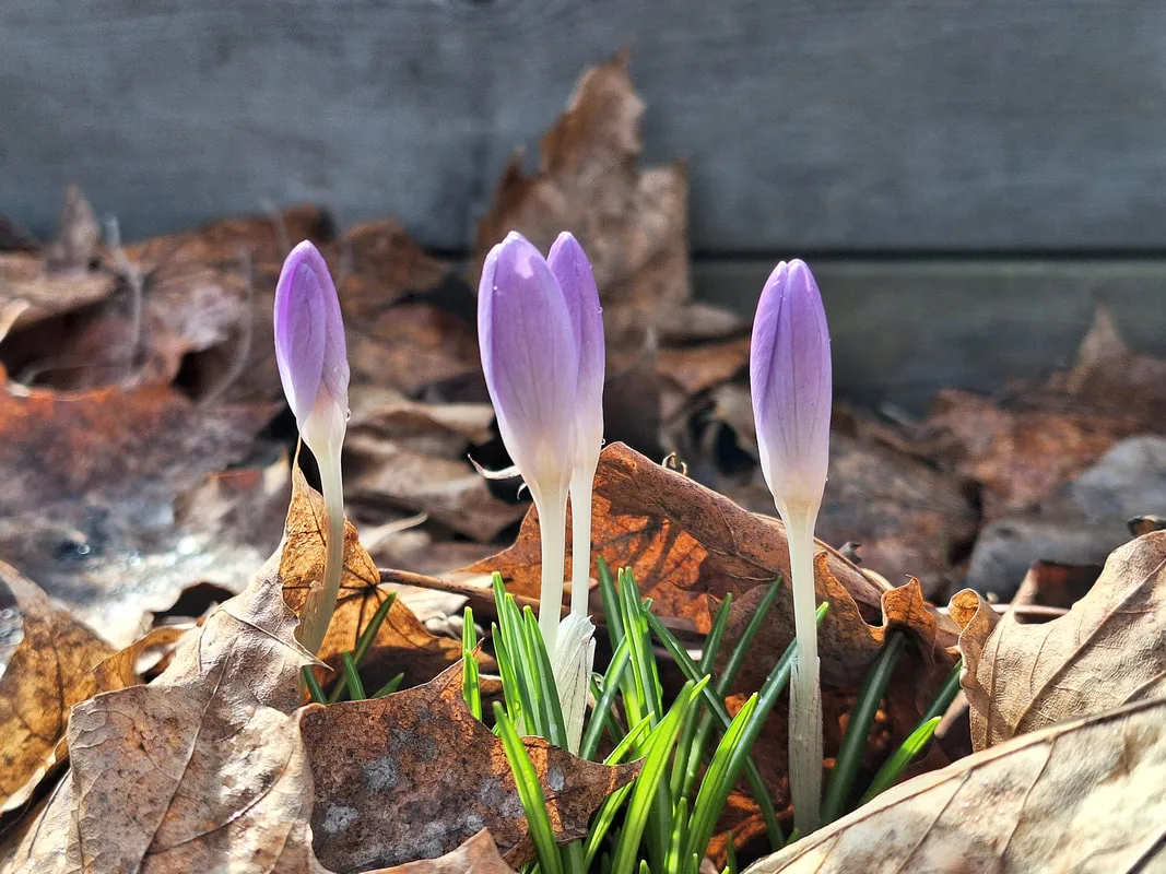 Illustrasjonsbilde av vårblomst