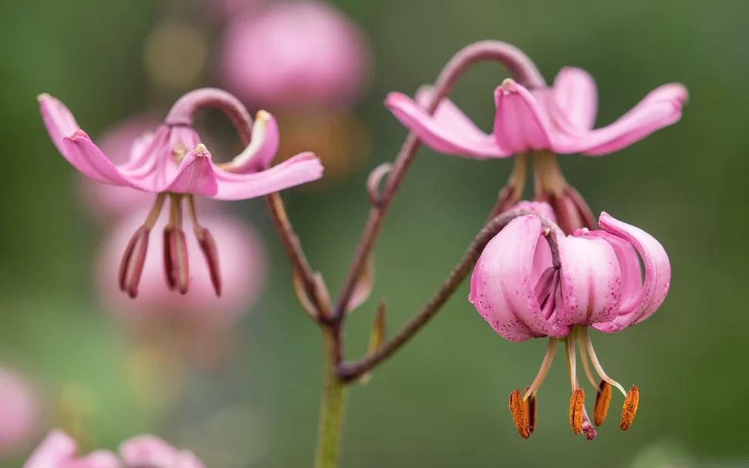 Illustrasjonsbilde av blomst