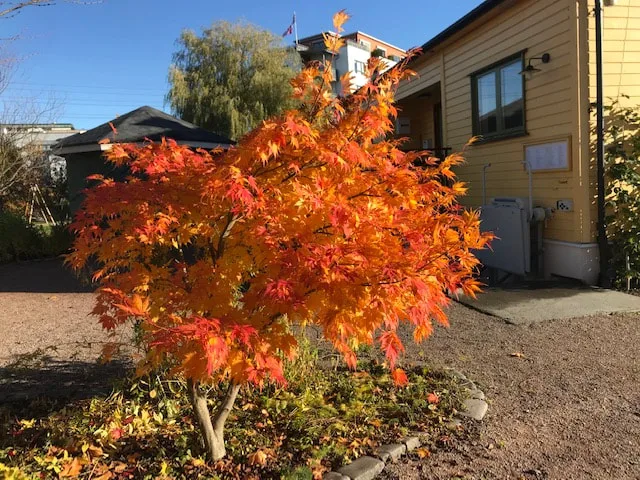 Høstfarger Foto Liv Breines