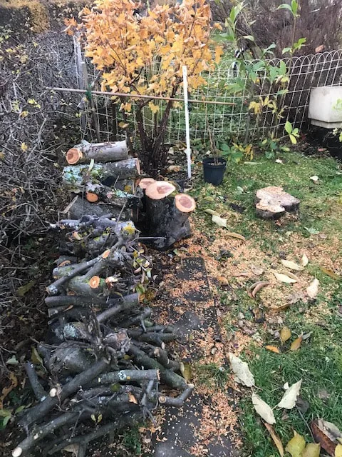 Appletree no more Foto Liv Breines