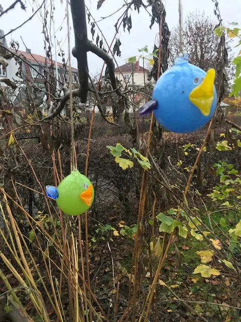 Hagefisk Foto Liv Breines